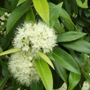 backhousia-citriodora.jpg